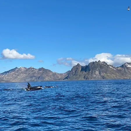 Perfekt Base For Det Meste! *